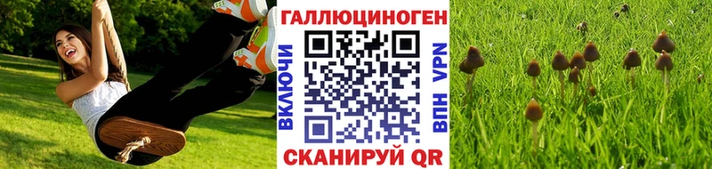 Псилоцибиновые грибы Psilocybine cubensis  Владимир 